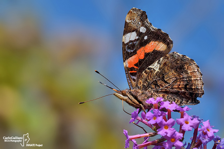 Vanessa atalanta