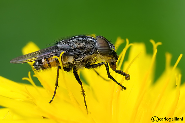 Stomorhina lunata