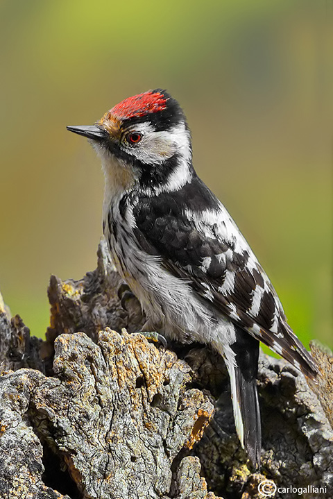 Picchio rosso minore -Lesser Spotted Woodpecker (Dendrocopos minor)