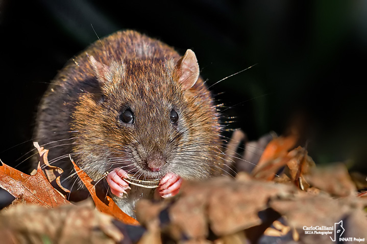 Ratto delle chiaviche-Brown rat  ( Rattus norvegicus )