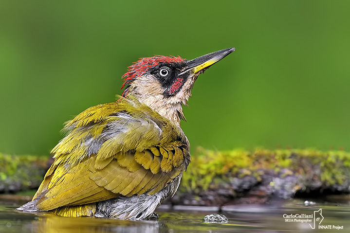 Picchio verde-Green Woodpecker (Picus viridis)