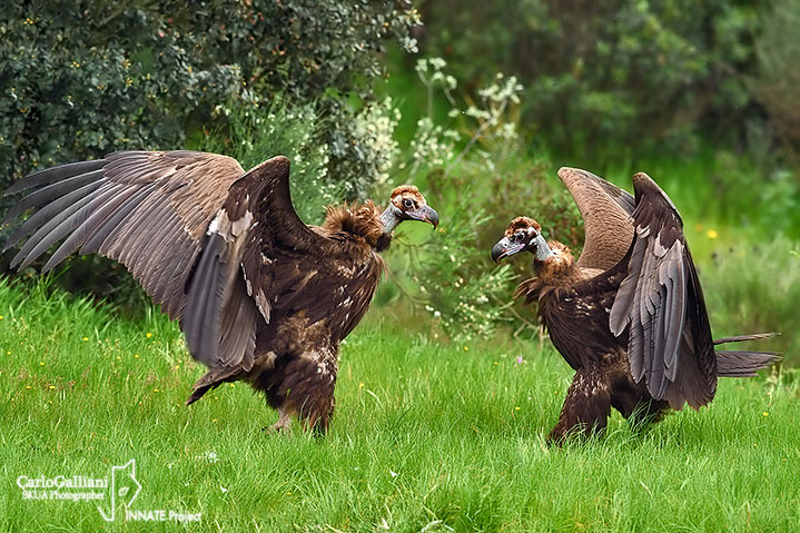 Avvoltoio monaco -Black Vulture (Aegypius monachus)