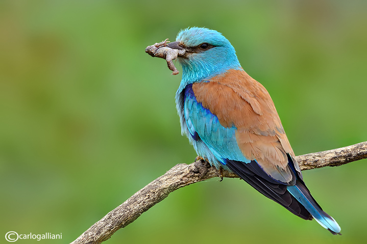 Ghiandaia marina-European Roller (Coracias garrulus)