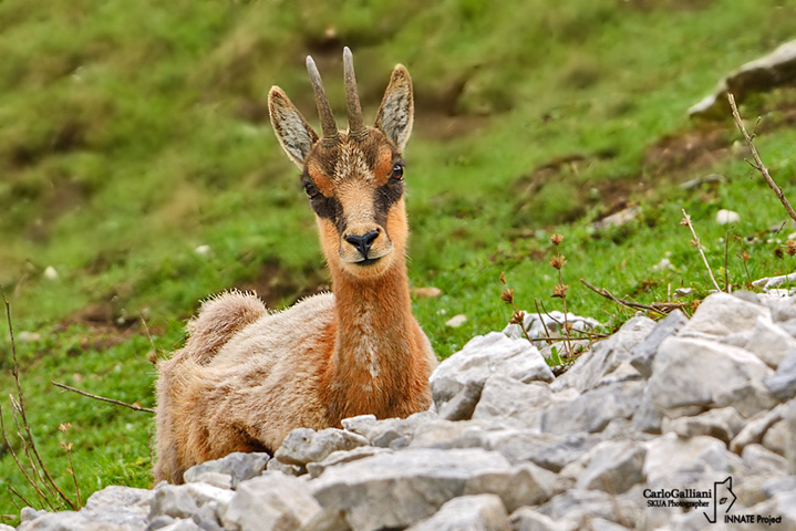 Camoscio appenninico- Apennine Chamois (Rupicapra pyrenaica ornata)