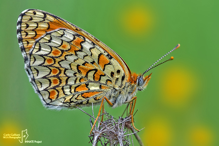 Melitaea phoebe