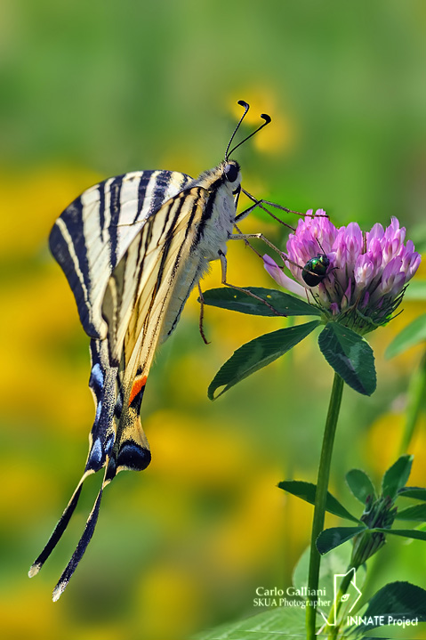 Iphiclides podalirius