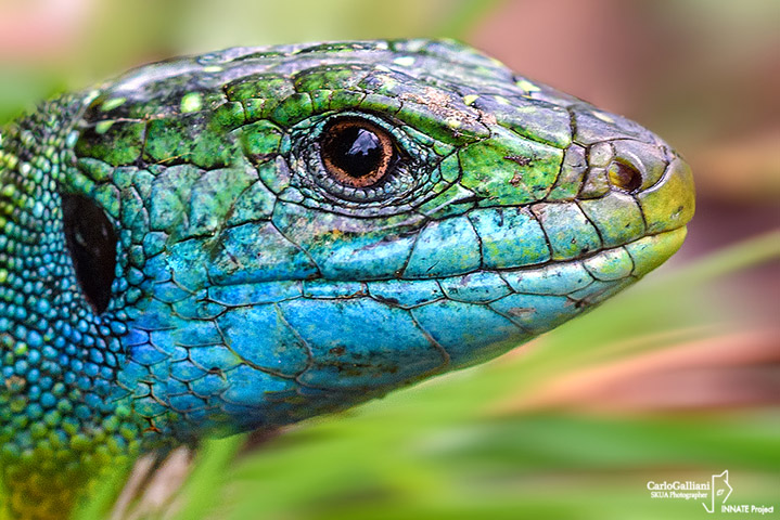 Ramarro occidentale- Western Green Lizard (Lacerta bilineata)