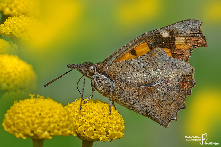 Libythea celtis