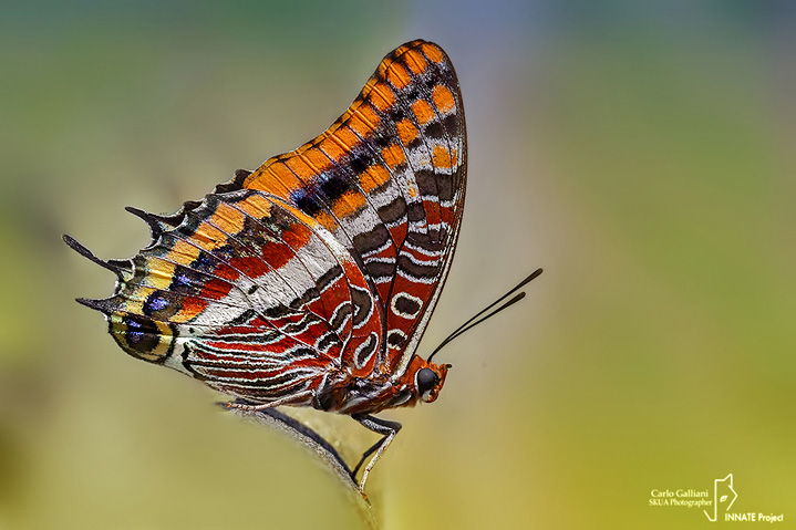 Charaxes jasius