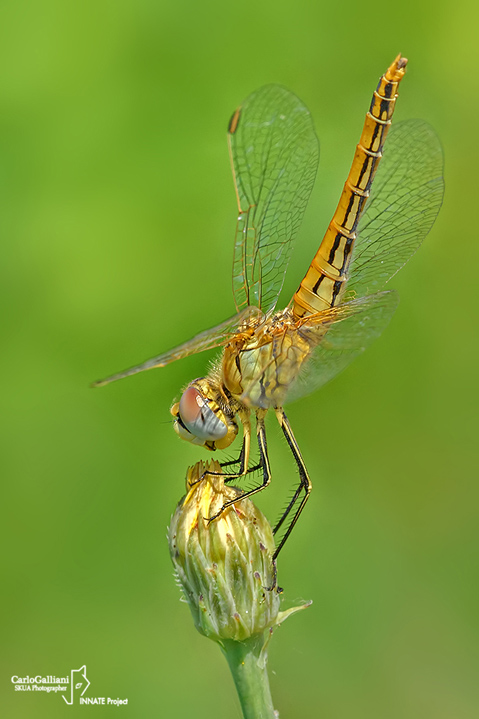 Sympetrum fonscolombi