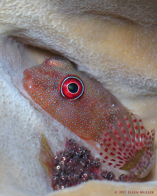 Clingfish w/ Eggs