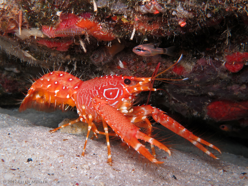 Flaming Reef Lobster w/Eggs