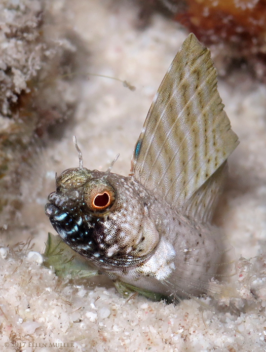 Sailfin Blenny