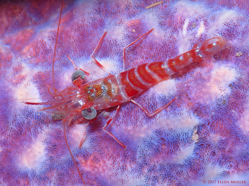 Red Night Shrimp