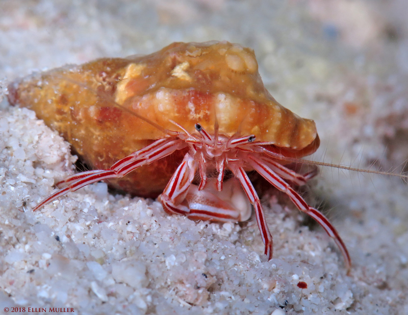 Candy Striped Hermit