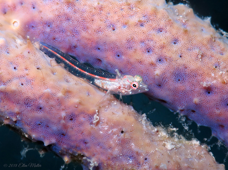 Glass Blenny