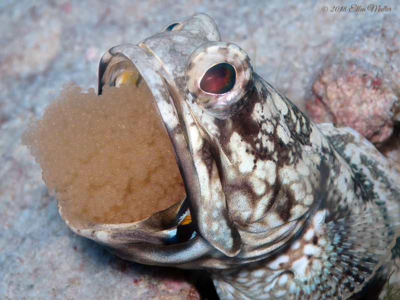 Banded Jawfish with Eggs