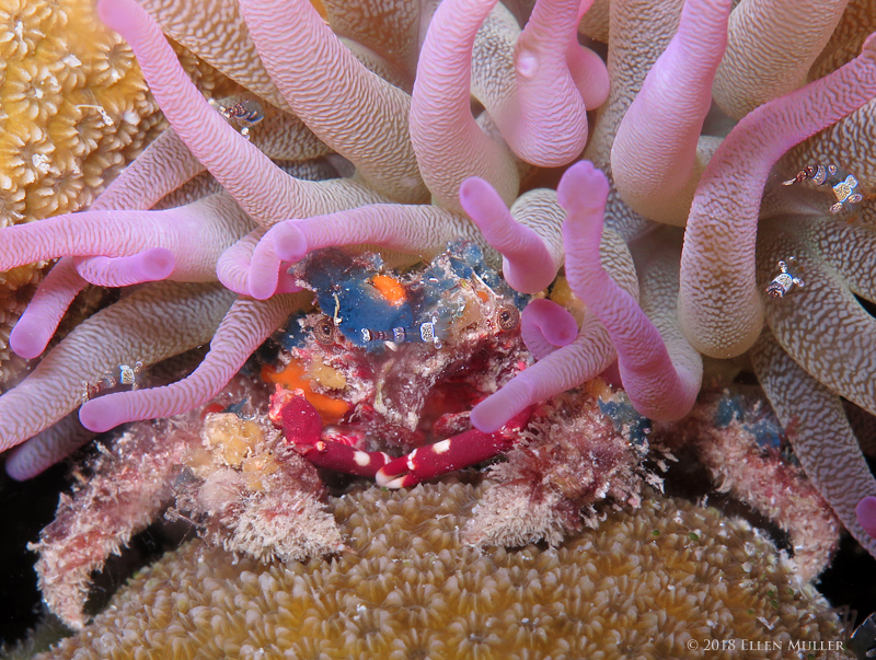 Speck Claw Decorator Crab