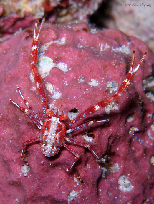 Squat Lobster