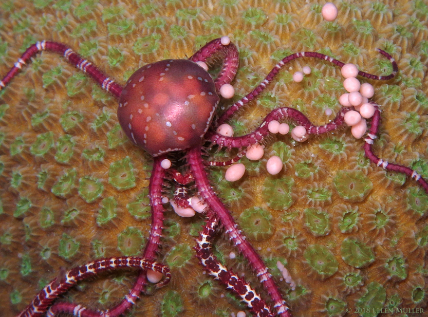 Antilles Brittle Star & Eggs