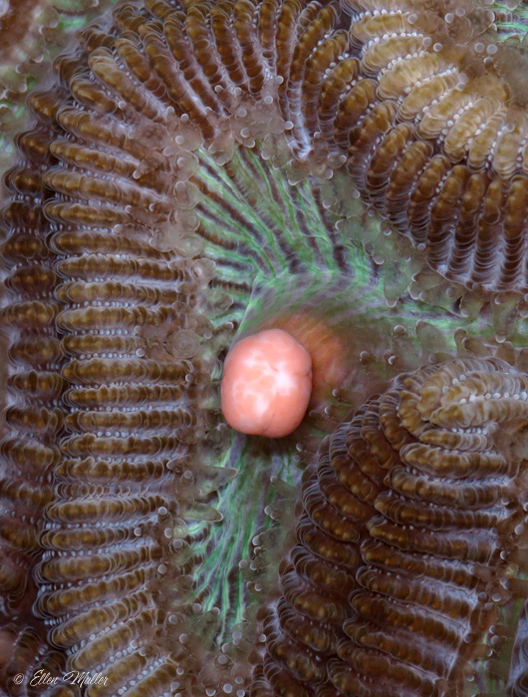 Brain Coral Egg