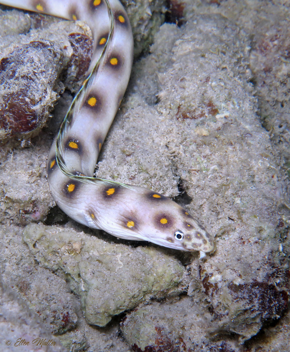 Goldspotted Eel