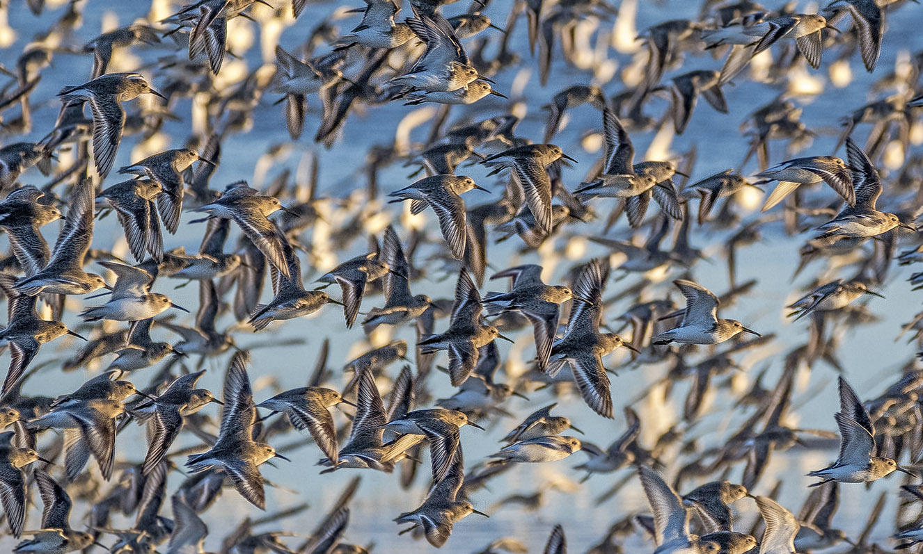 Dunlin Up Close