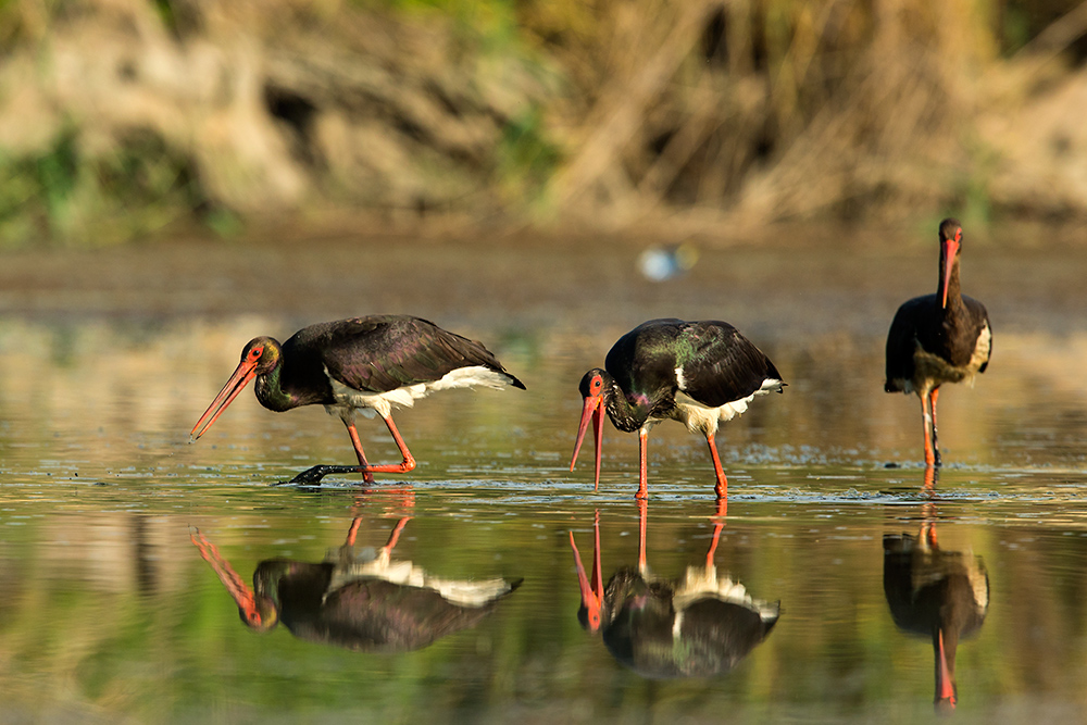 Black Stork