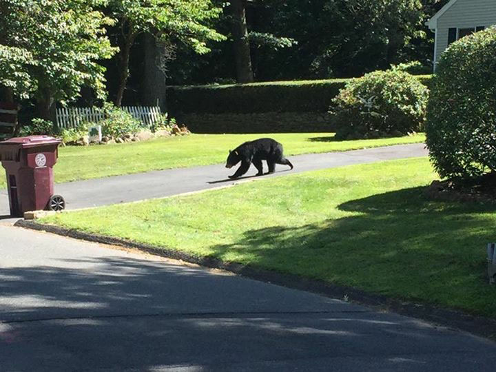 bear17.jpg