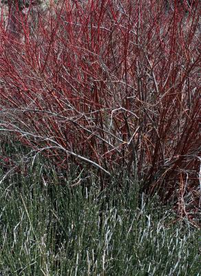Scouring-rush and Red-stemmed Dogwood