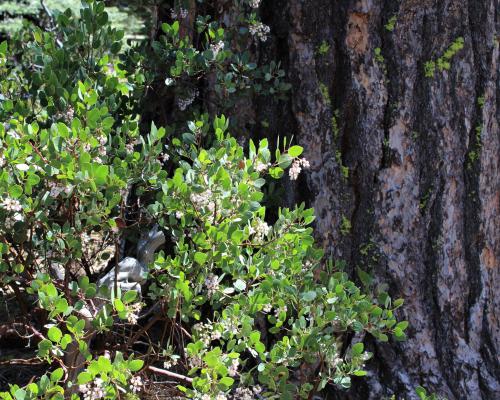 Manzanita against a pine