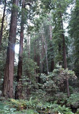  Sequoia sempervirens, Coast Redwoods
