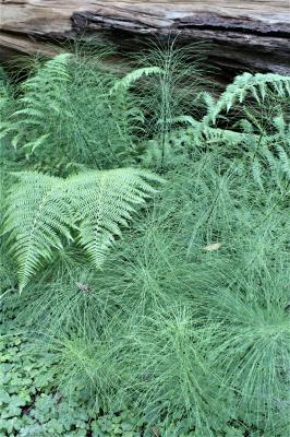 Sword Fern and Horstail