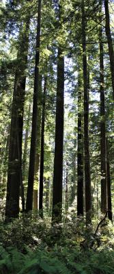 A Grove of Coast Redwoods