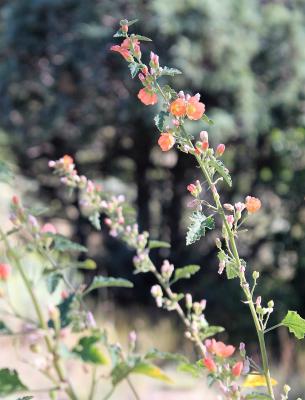 A Globe Mallow