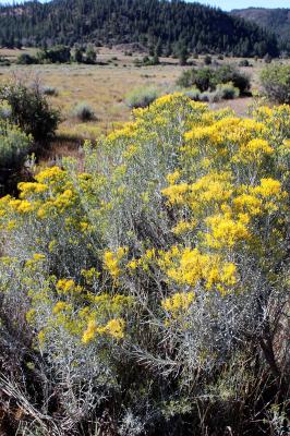 Rabbitbrush