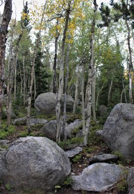 Young Aspens in a Boulder Field