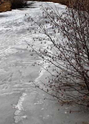 Alders Along Lake Inlet