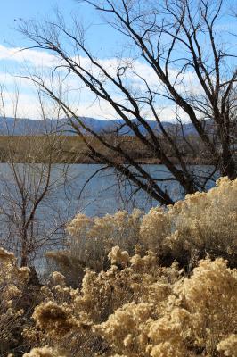 Rabbitbrush!