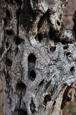 Holes in a Gambel Oak