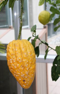 Etrog, or Citron: <i>Citrus medica</i>