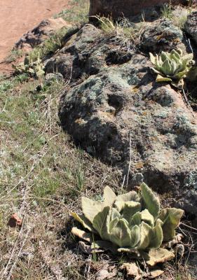 Hairy Mullein