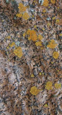 Wet Rock With Lichens