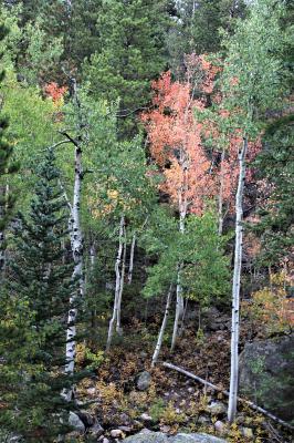 Autumn Beacons