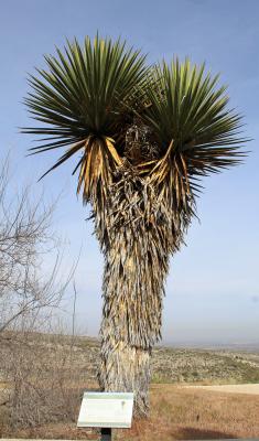 Faxon Yucca, Yucca faxoniana