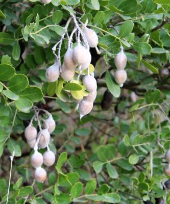 Mescal Bean, Sophora secundiflora