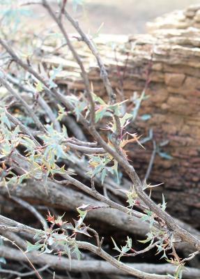 Algerita, Mahonia trifoliata, Red Barberry