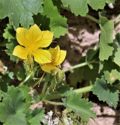 Rocknettle, Eucnide bartoniodes