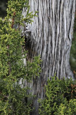 Cupressus arizonica, Arizona Cypress