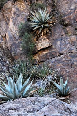 Agaves on the Rocks